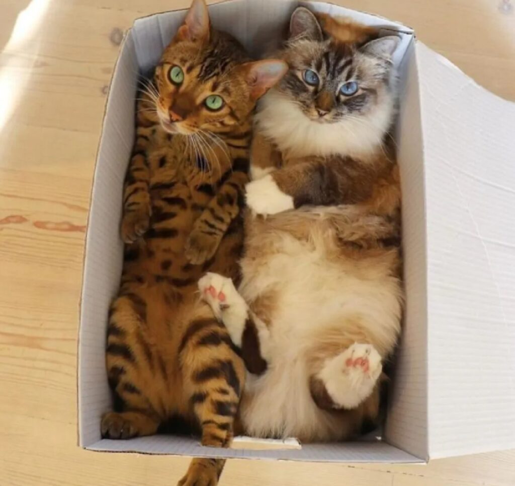 gatti in due dentro confezione