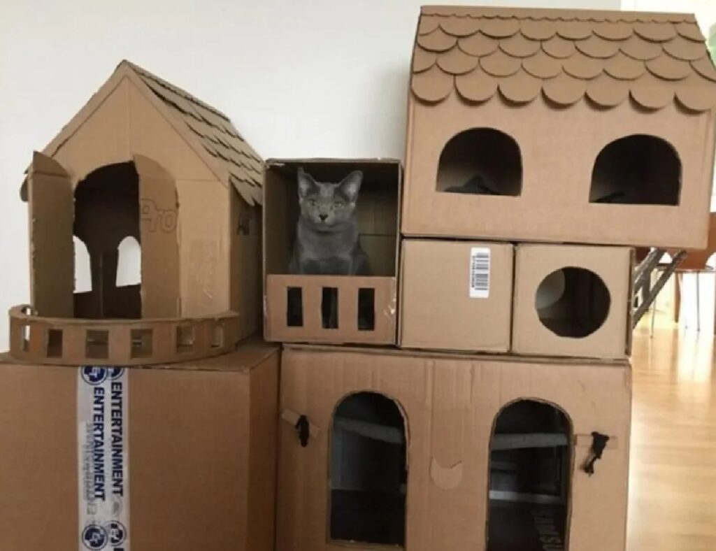 gatto castello di cartone