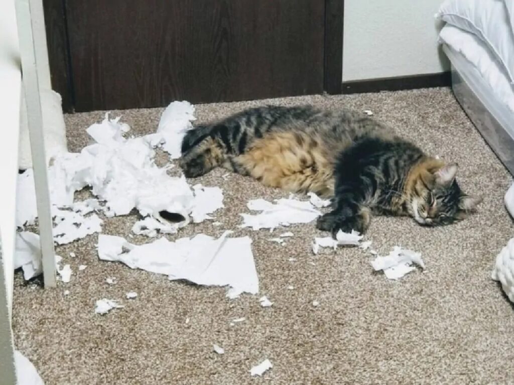 gatto per terra con carta