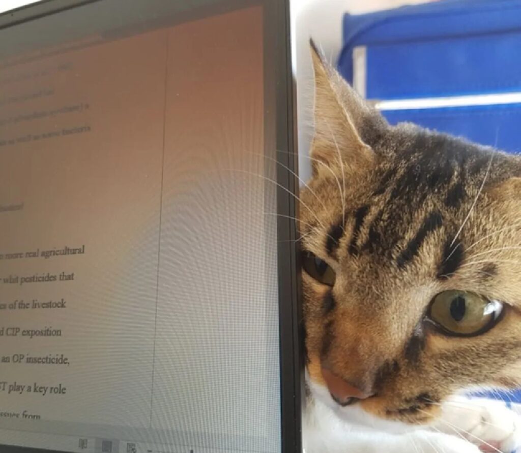 gatto lato laptop