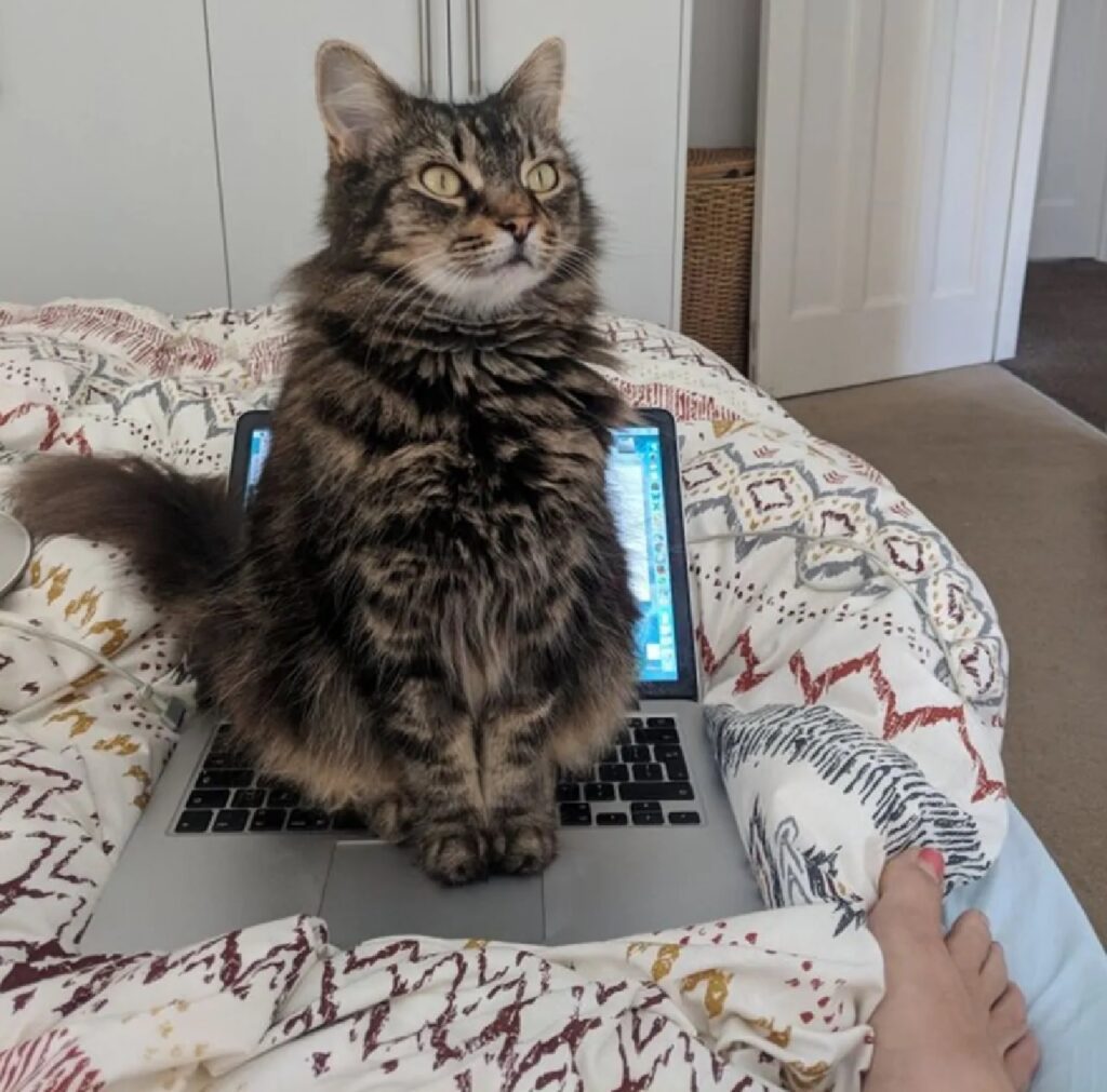 gatto seduto sul computer