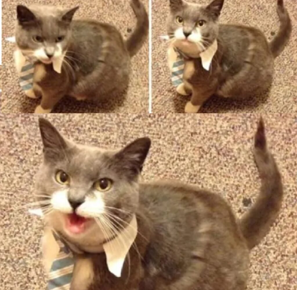 gatto cravatta azzurra e bianca