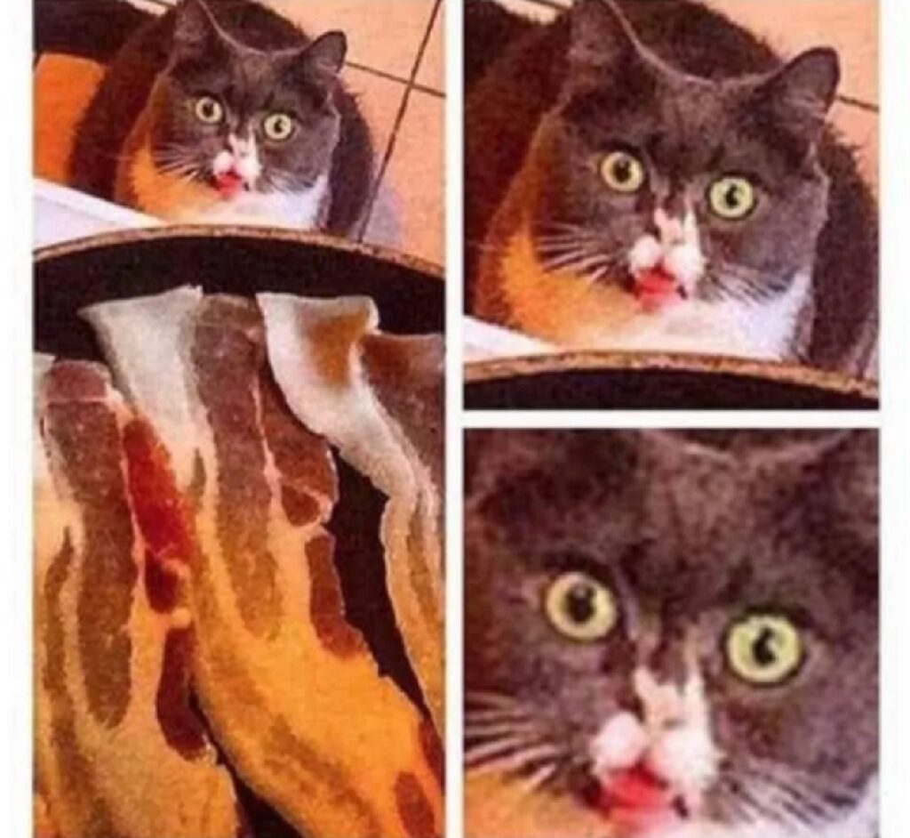 gatto ha visto cibo