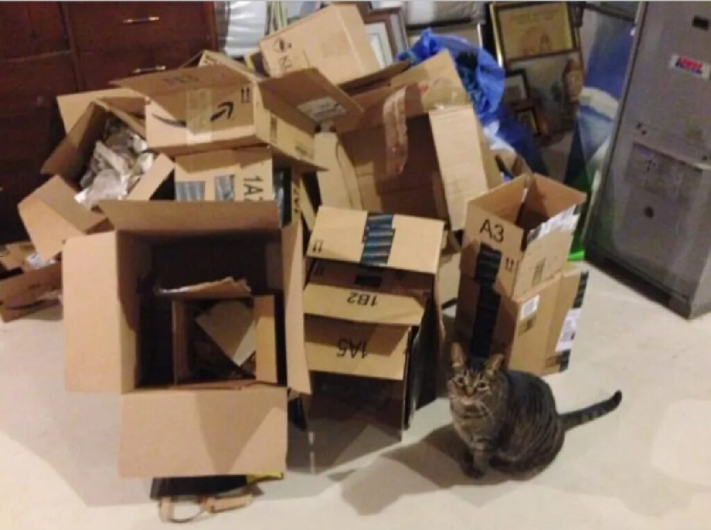 gatto tra mille scatole
