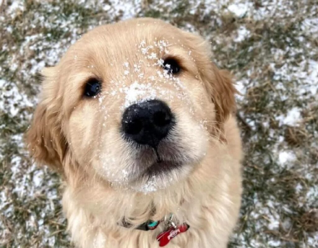 cane ha a che fare con neve