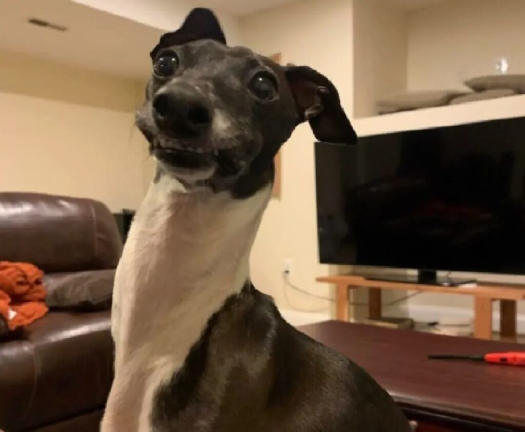 cane sorriso tiratissimo