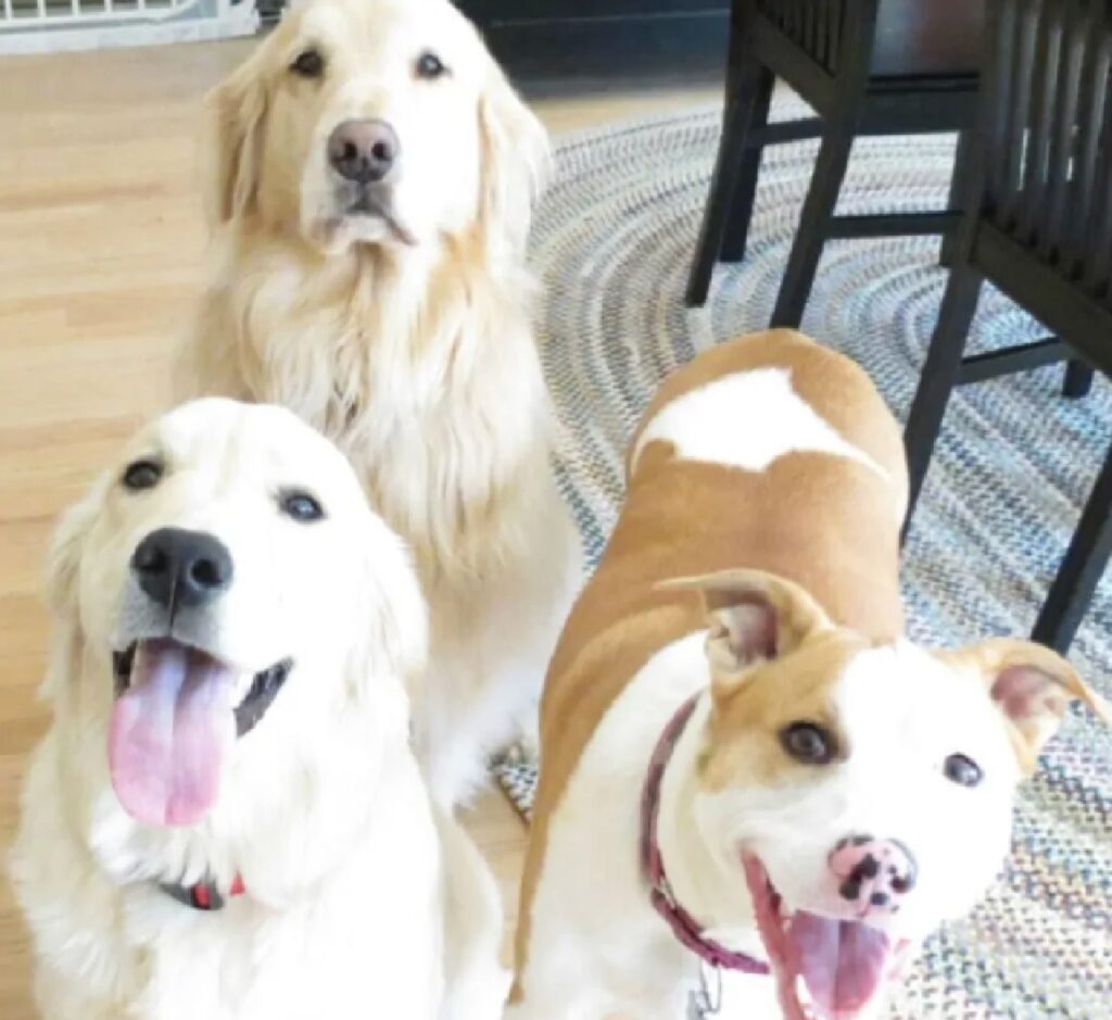 tre cani combinano guai