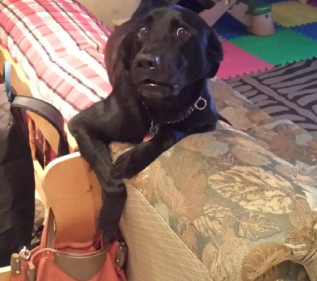 cane sorpreso nel furto
