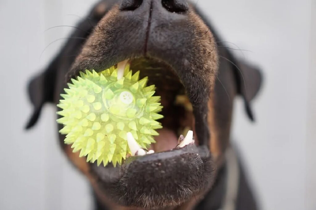 cane palla verde