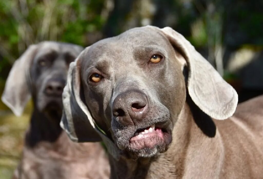 cane occhi arancioni