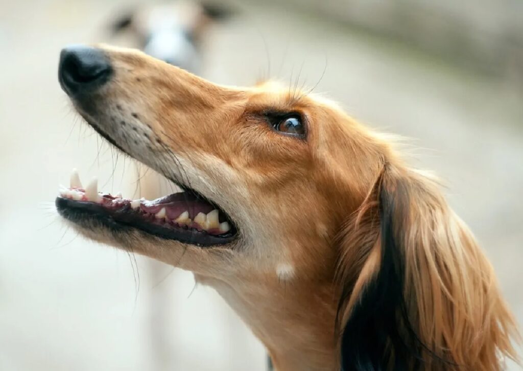 cane sorriso in alto