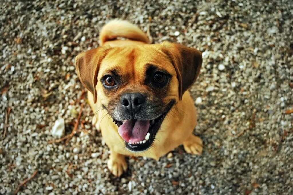 cane sorriso fotocamera