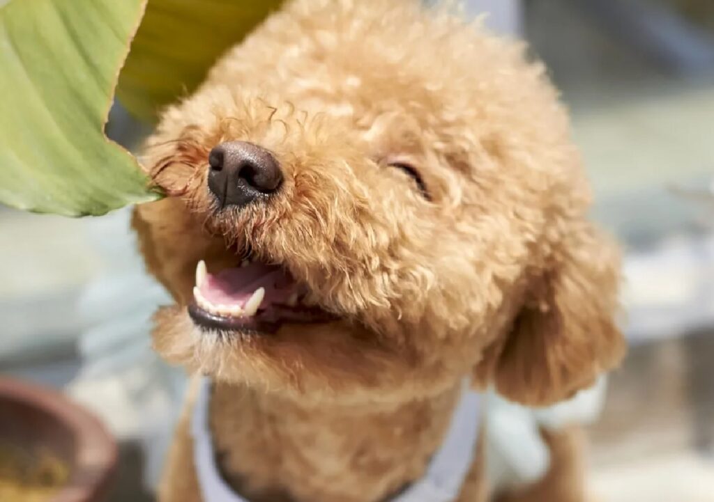 cane sorride davanti pianta