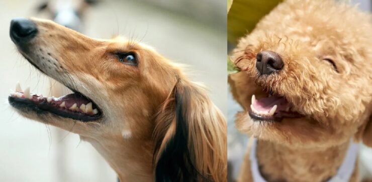 cani e curiosità su dentatura