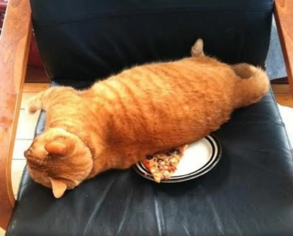 gatto rosso su pizza