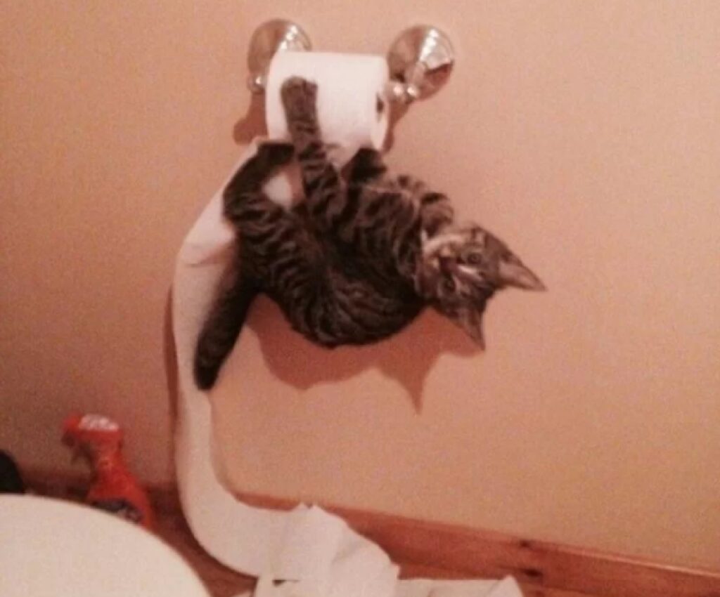 gatto rovina carta igienica
