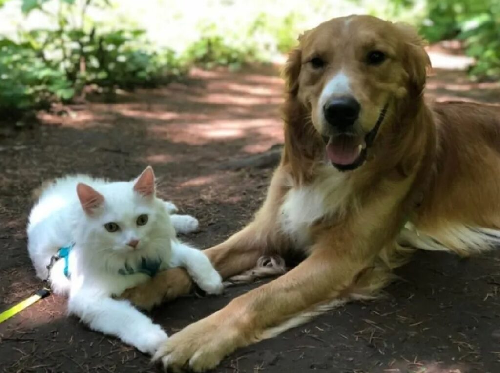 cane zampe incrociate con gatto