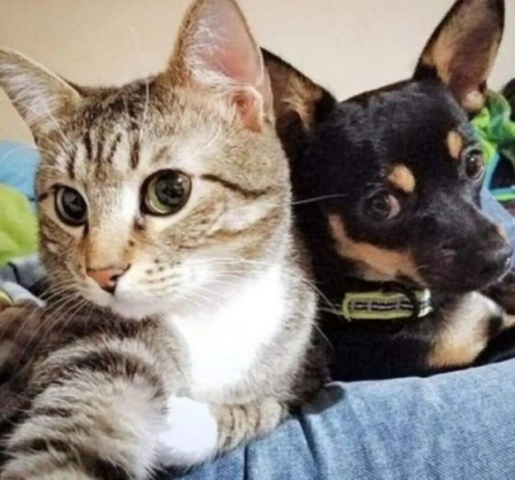 cane e gatto si scattano selfie