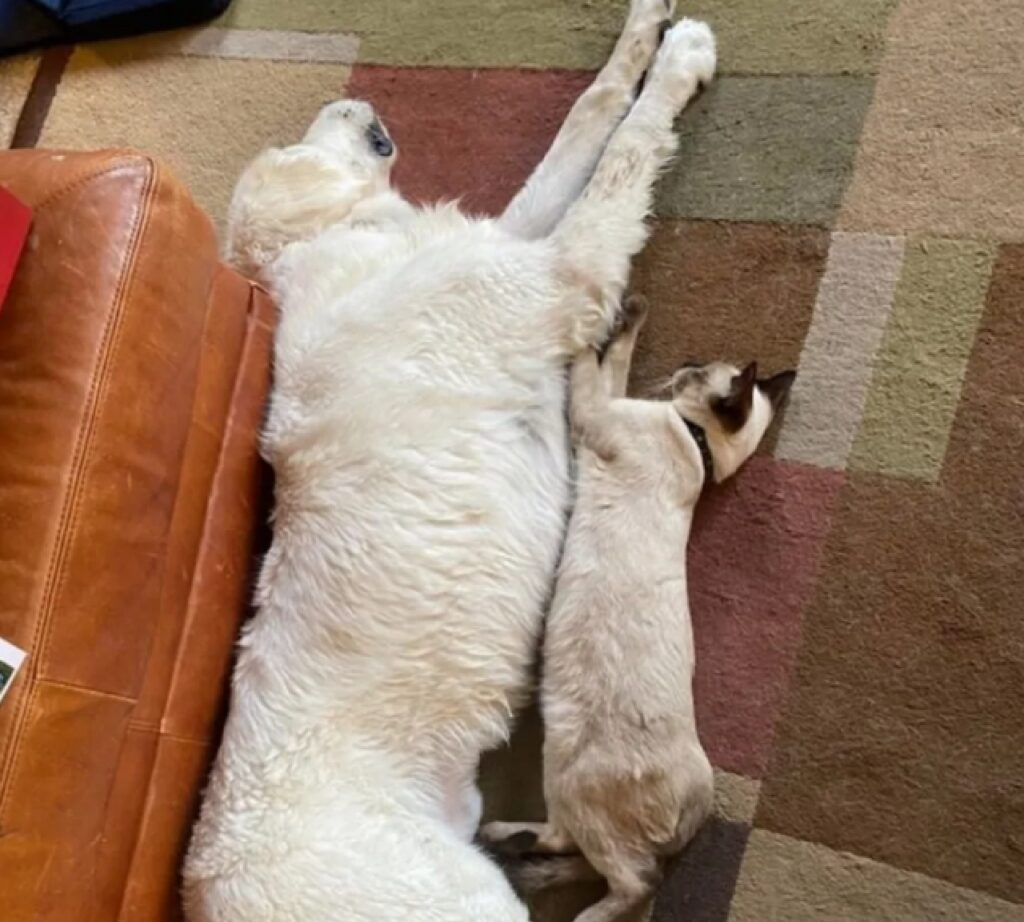 cane e gatto dormono nella stessa posizione