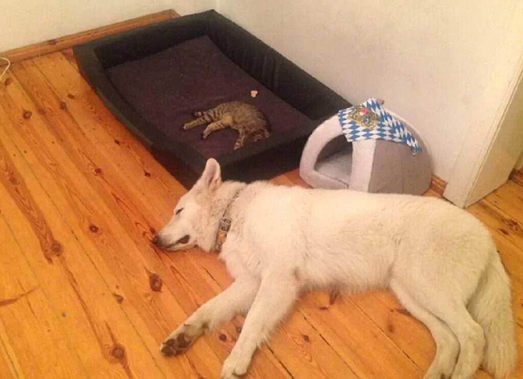 cane dorme per terra