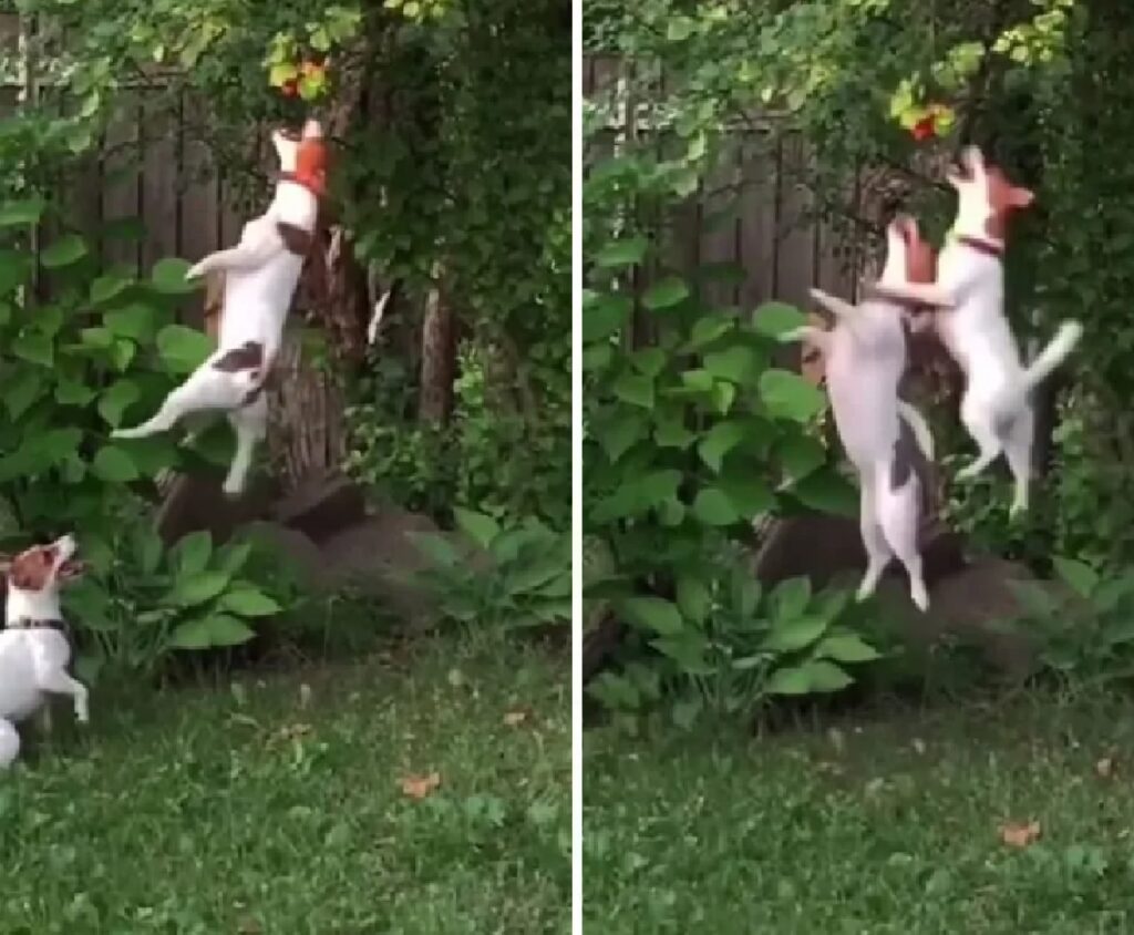 due cani saltano per prendere qualcosa
