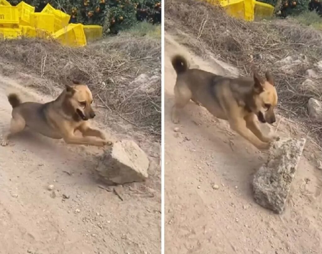 cane spinge le pietre