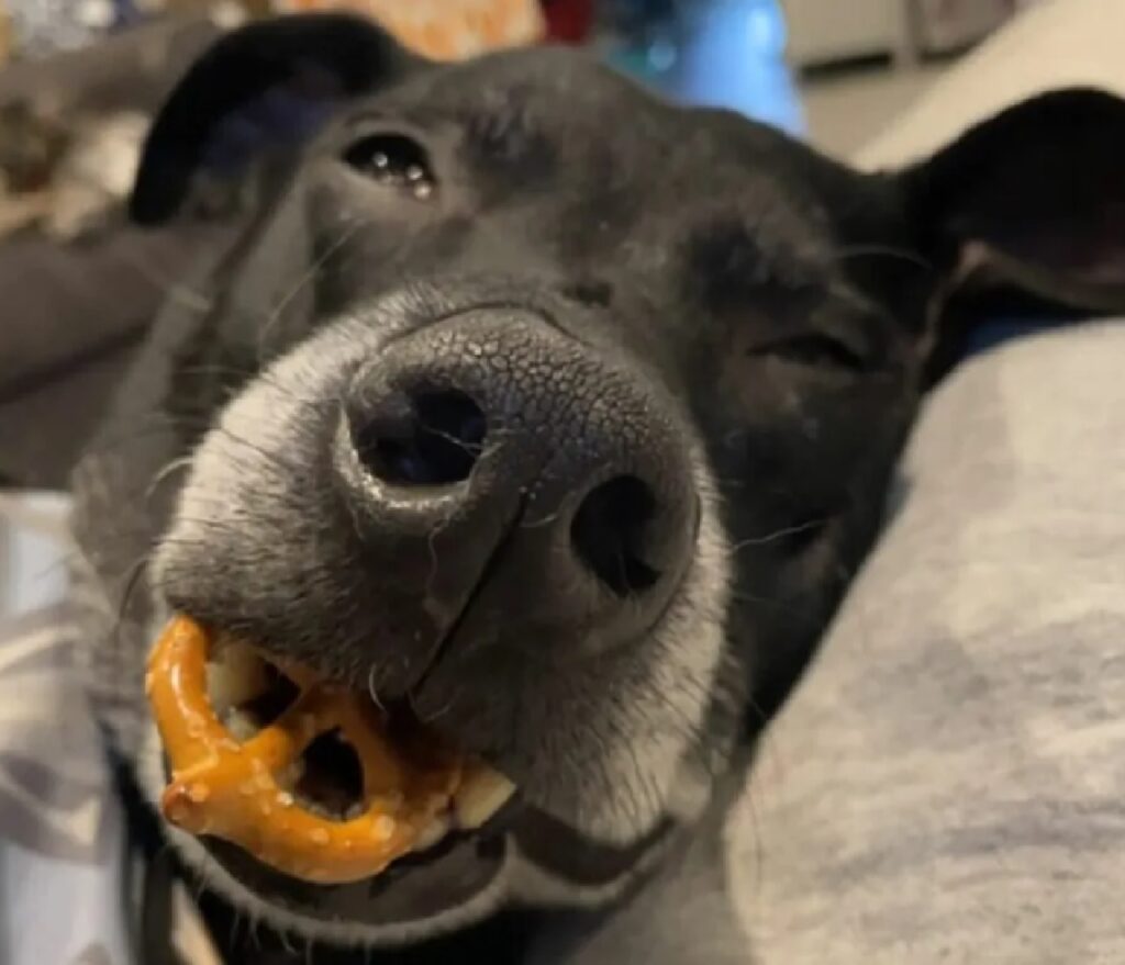 cane compiaciuto da snack