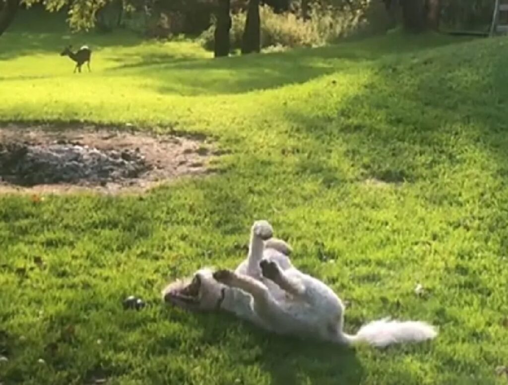 cane si rotola per terra