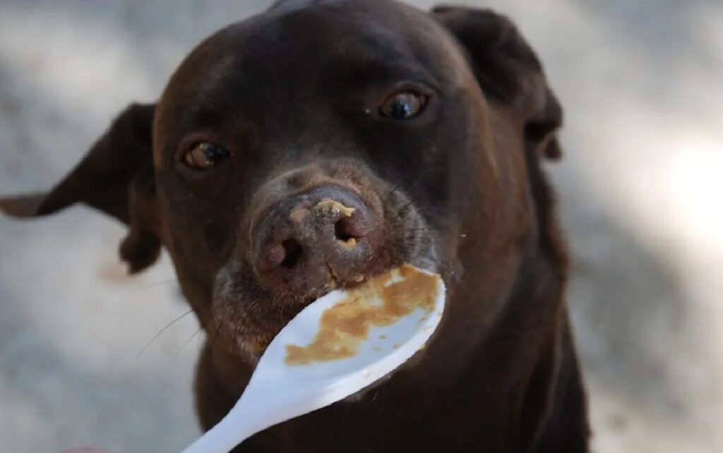 cane labrador cucchiaio