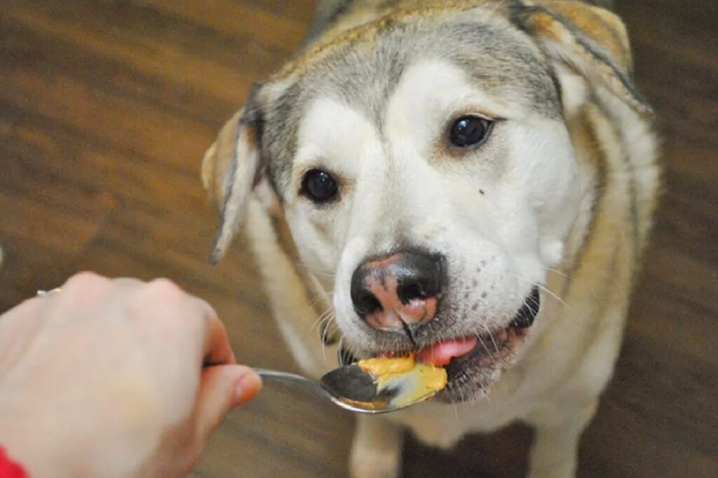 cagnolino assaggia dal cucchiaio