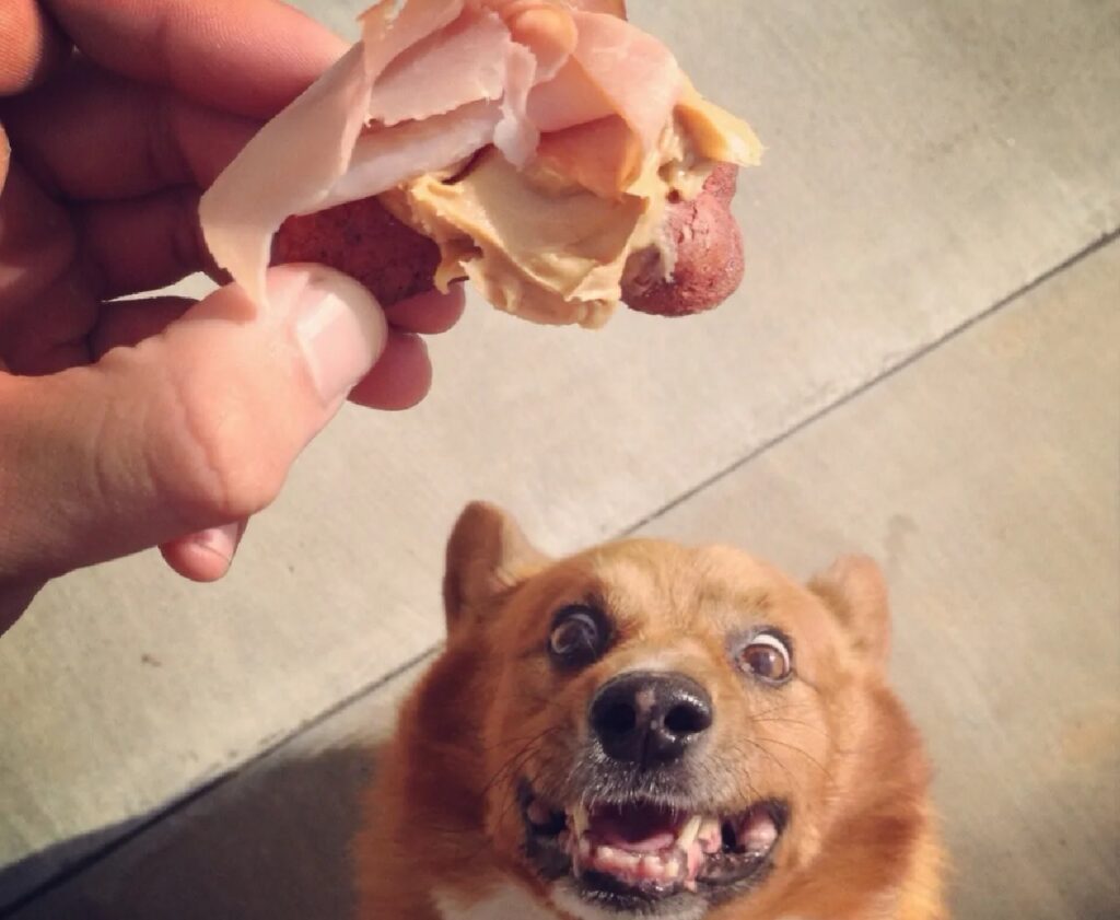 cane non vede l'ora per lo snack