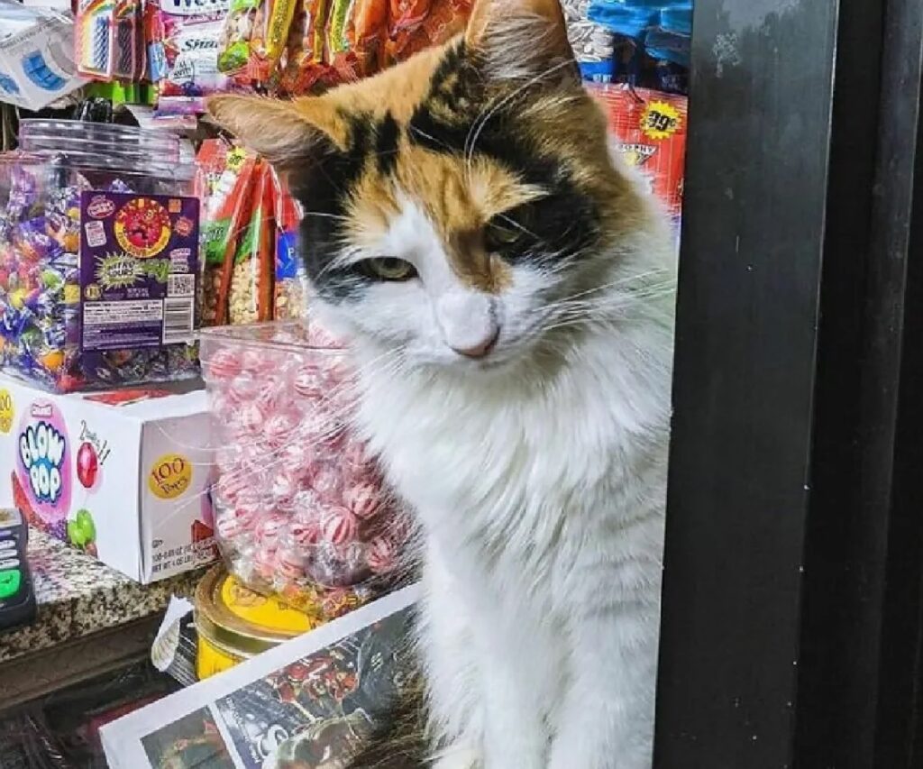 gatto calico negozio