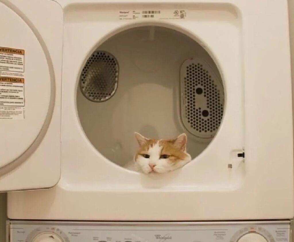 gatto dentro asciugatrice