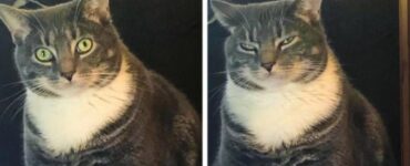 gatti che infrangono regole convivenza