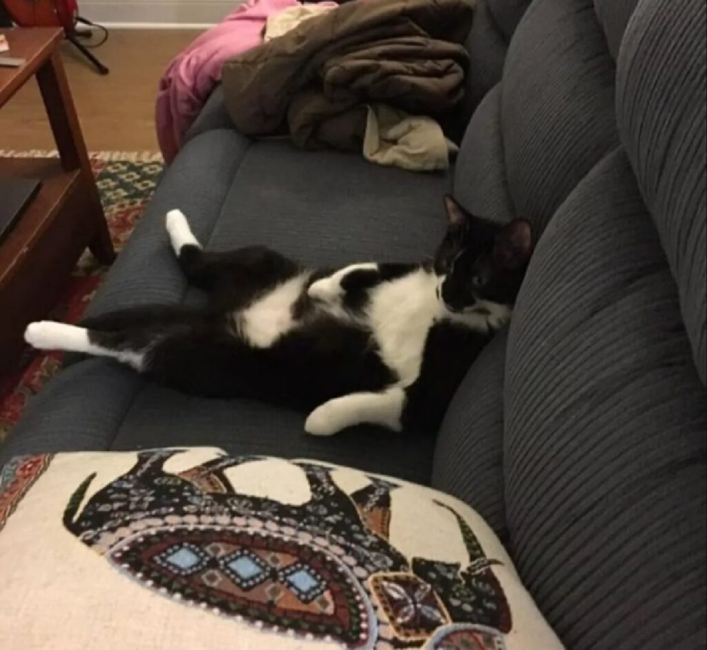 gatto svaccato divano