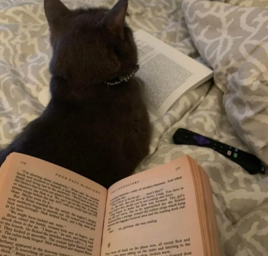 gatto legge per conto suo