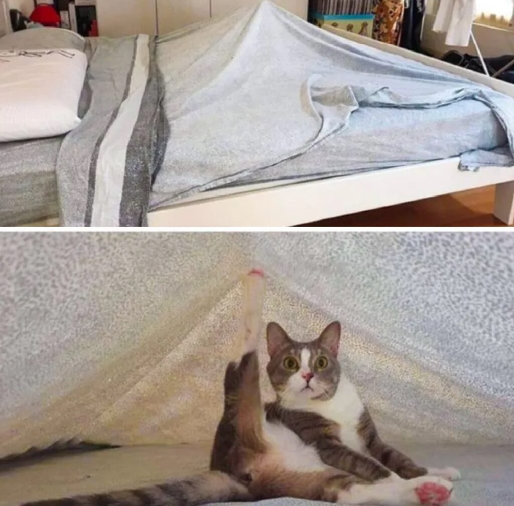 gatto sotto coperte