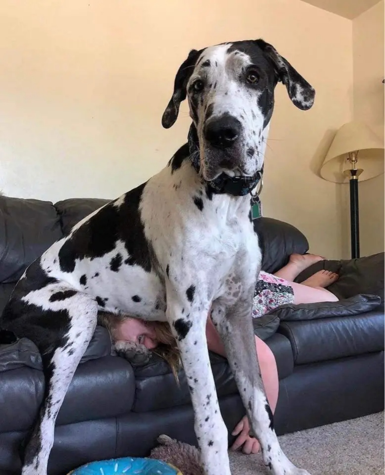 Alano di 77 Kg crede di essere un cagnolino