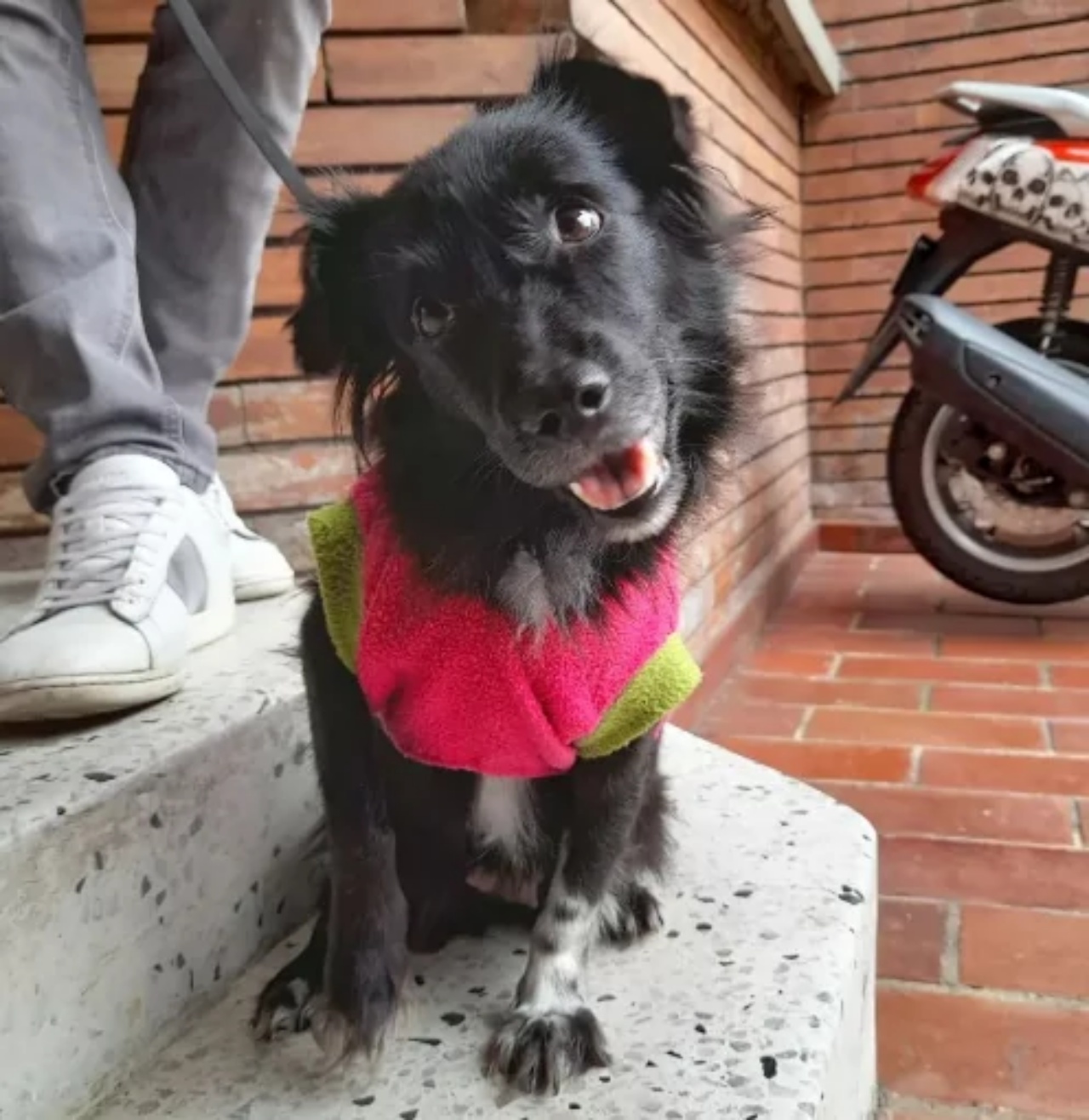 Cagnolina rimandata in rifugio per 9 volte