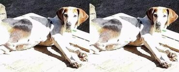Cane adottato dopo 7 anni