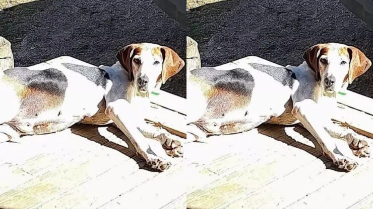 Cane adottato dopo 7 anni