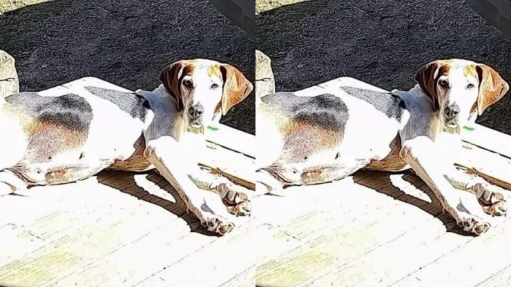 Cane adottato dopo 7 anni