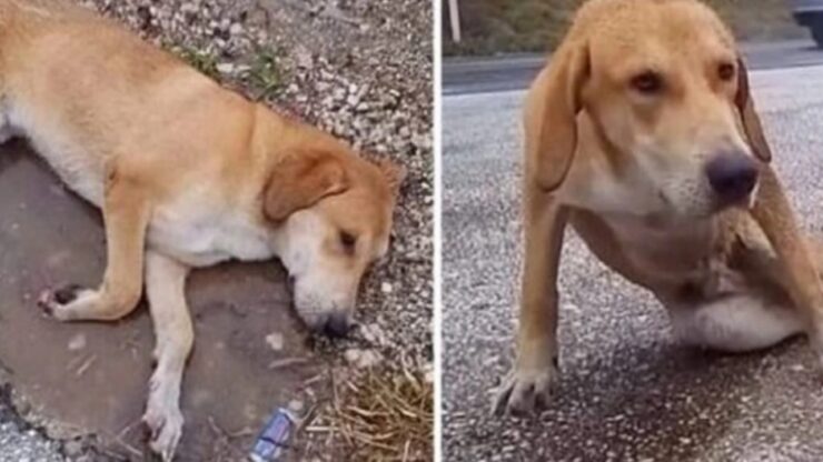 Cagnolino indifeso giaceva immobile sulla strada