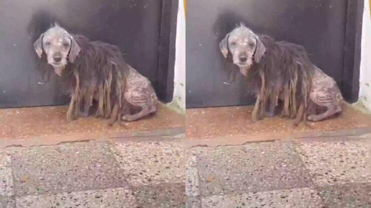 Cagnolino recuperato e curato