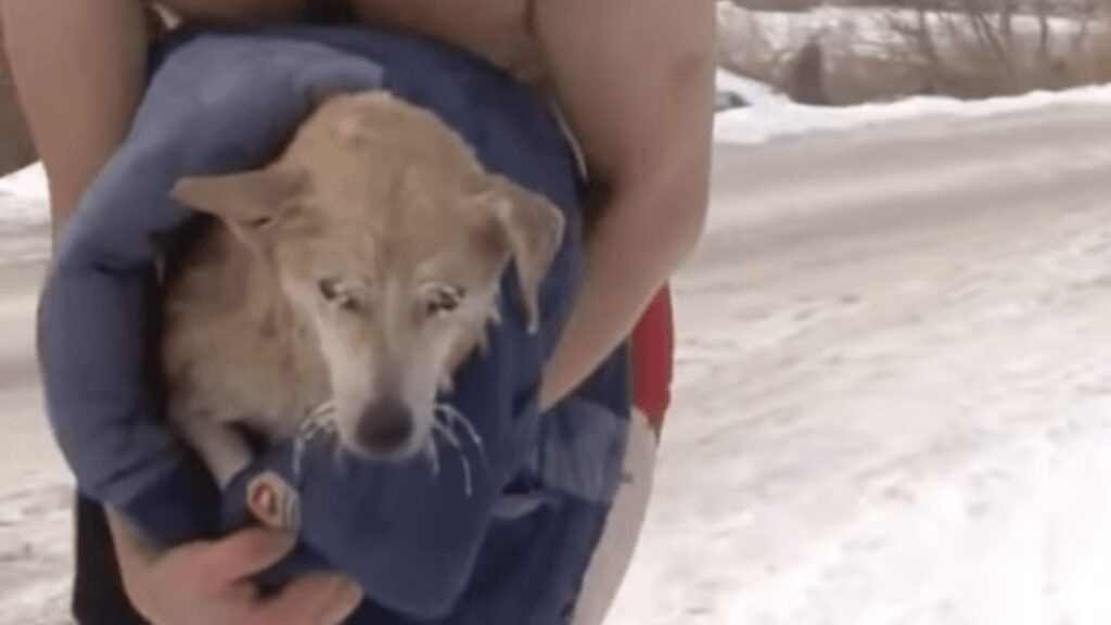 Cagnolino salvato da un giovane 