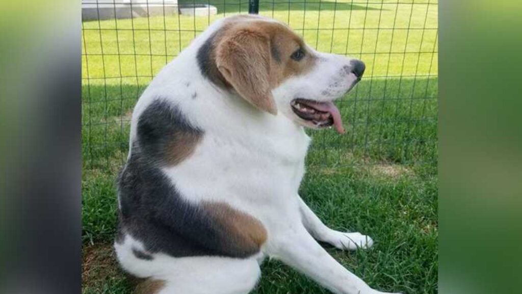 Cagnolino senza collo