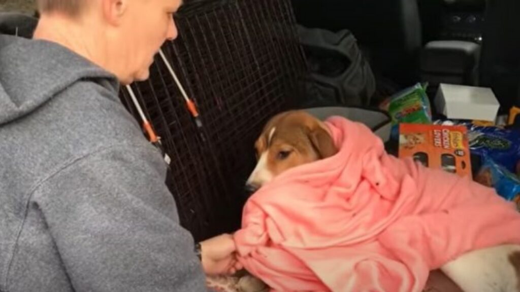 Cagnolino senzatetto aspetta che vengano ad aiutarla 