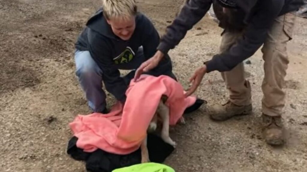 Cagnolino senzatetto aspetta che vengano ad aiutarla 