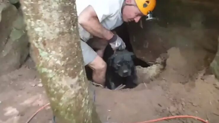 Cane dopo essere stato salvato vuole un abbraccio confortevole