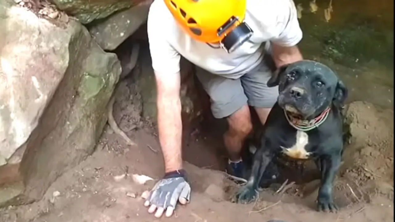 Cane dopo essere stato salvato vuole un abbraccio confortevole